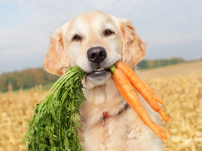 Dog-and-carrot